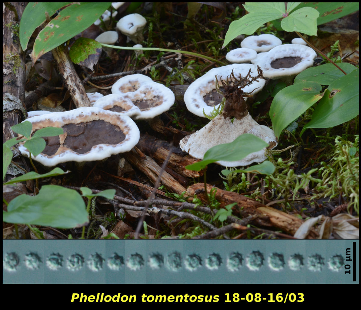 Picture of <i>Phellodon tomentosus</i>
